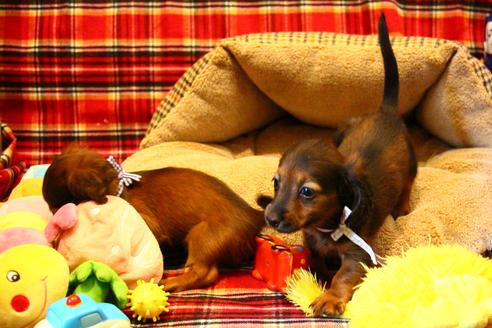 成約済の愛知県のカニンヘンダックスフンド(ロングヘアード)-62632の7枚目