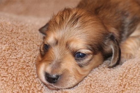 成約済の愛知県のカニンヘンダックスフンド(ロングヘアード)-64841の21枚目