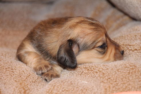 成約済の愛知県のカニンヘンダックスフンド(ロングヘアード)-64841の20枚目