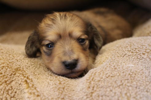 成約済の愛知県のカニンヘンダックスフンド(ロングヘアード)-64841の19枚目