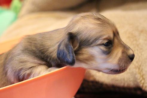 成約済の愛知県のカニンヘンダックスフンド(ロングヘアード)-64841の18枚目