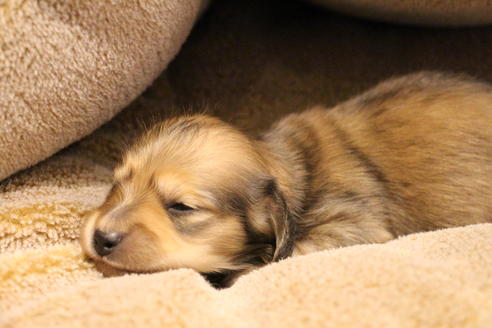 成約済の愛知県のカニンヘンダックスフンド(ロングヘアード)-64841の17枚目