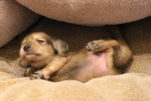 成約済の愛知県のカニンヘンダックスフンド(ロングヘアード)-64841の16枚目