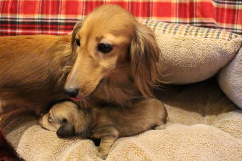 成約済の愛知県のカニンヘンダックスフンド(ロングヘアード)-64841の15枚目