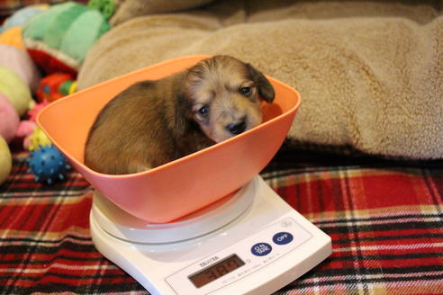 成約済の愛知県のカニンヘンダックスフンド(ロングヘアード)-64841の14枚目