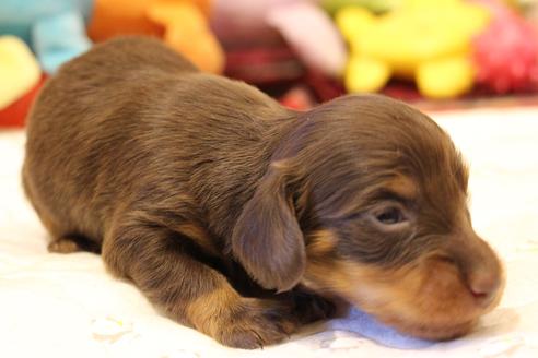 成約済の愛知県のカニンヘンダックスフンド(ロングヘアード)-64842の22枚目