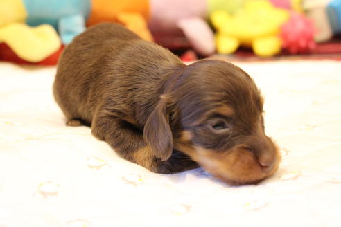 成約済の愛知県のカニンヘンダックスフンド(ロングヘアード)-64842の21枚目