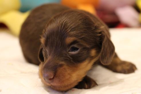 成約済の愛知県のカニンヘンダックスフンド(ロングヘアード)-64842の20枚目