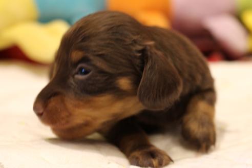 成約済の愛知県のカニンヘンダックスフンド(ロングヘアード)-64842の19枚目