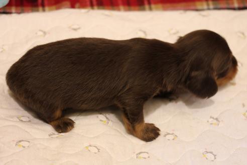 成約済の愛知県のカニンヘンダックスフンド(ロングヘアード)-64842の18枚目