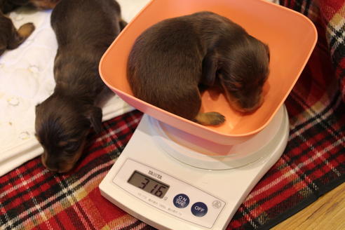 成約済の愛知県のカニンヘンダックスフンド(ロングヘアード)-64842の17枚目