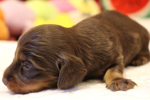 成約済の愛知県のカニンヘンダックスフンド(ロングヘアード)-64890の16枚目