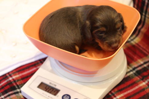 成約済の愛知県のカニンヘンダックスフンド(ロングヘアード)-64890の15枚目