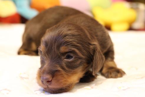 成約済の愛知県のカニンヘンダックスフンド(ロングヘアード)-64890の14枚目