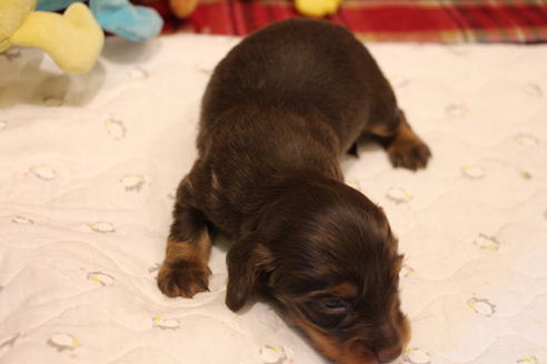 成約済の愛知県のカニンヘンダックスフンド(ロングヘアード)-64890の13枚目