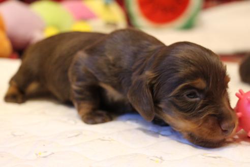 成約済の愛知県のカニンヘンダックスフンド(ロングヘアード)-64890の12枚目