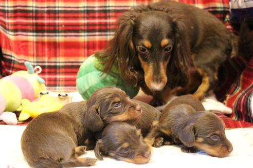 成約済の愛知県のカニンヘンダックスフンド(ロングヘアード)-64890の11枚目