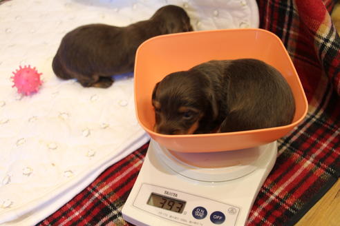 成約済の愛知県のカニンヘンダックスフンド(ロングヘアード)-64891の25枚目