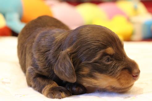 成約済の愛知県のカニンヘンダックスフンド(ロングヘアード)-64891の24枚目