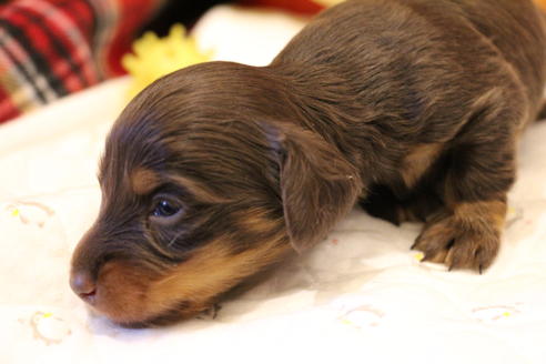 成約済の愛知県のカニンヘンダックスフンド(ロングヘアード)-64891の23枚目