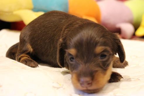 成約済の愛知県のカニンヘンダックスフンド(ロングヘアード)-64891の22枚目