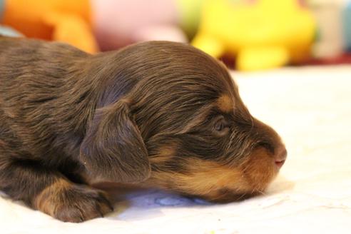 成約済の愛知県のカニンヘンダックスフンド(ロングヘアード)-64891の21枚目