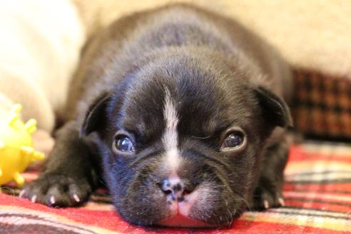 成約済の愛知県のフレンチブルドッグ-64547の28枚目