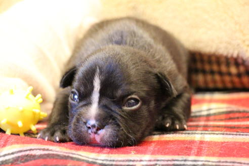 成約済の愛知県のフレンチブルドッグ-64547の27枚目