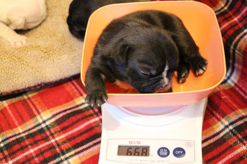 成約済の愛知県のフレンチブルドッグ-64547の26枚目