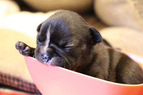 成約済の愛知県のフレンチブルドッグ-64547の25枚目