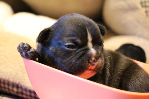 成約済の愛知県のフレンチブルドッグ-64547の24枚目