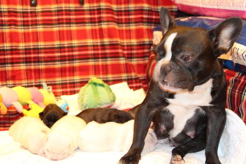 成約済の愛知県のフレンチブルドッグ-64547の23枚目