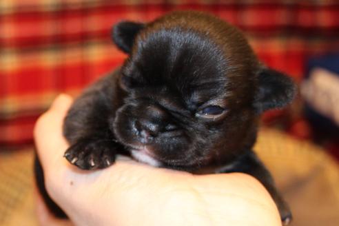 成約済の愛知県のフレンチブルドッグ-64548の23枚目