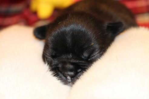 成約済の愛知県のフレンチブルドッグ-64548の22枚目