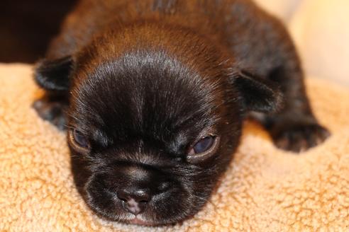 成約済の愛知県のフレンチブルドッグ-64548の21枚目