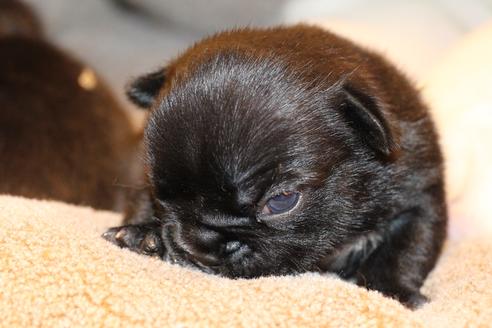 成約済の愛知県のフレンチブルドッグ-64548の20枚目