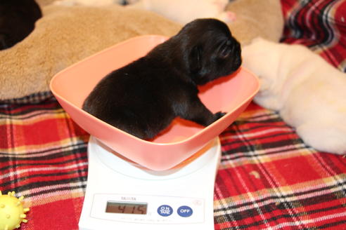 成約済の愛知県のフレンチブルドッグ-64548の19枚目