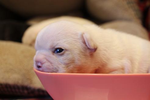 成約済の愛知県のフレンチブルドッグ-64549の20枚目