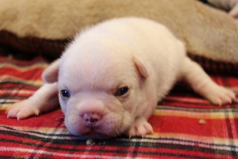 成約済の愛知県のフレンチブルドッグ-64549の19枚目