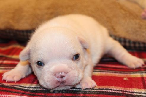 成約済の愛知県のフレンチブルドッグ-64549の18枚目