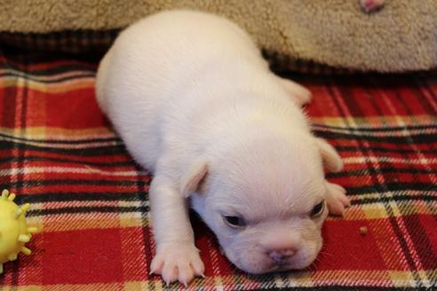 成約済の愛知県のフレンチブルドッグ-64549の17枚目