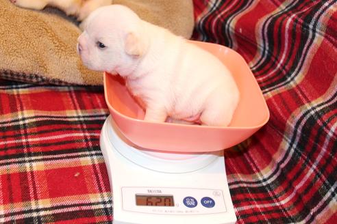 成約済の愛知県のフレンチブルドッグ-64549の16枚目