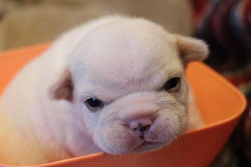 成約済の愛知県のフレンチブルドッグ-64550の20枚目