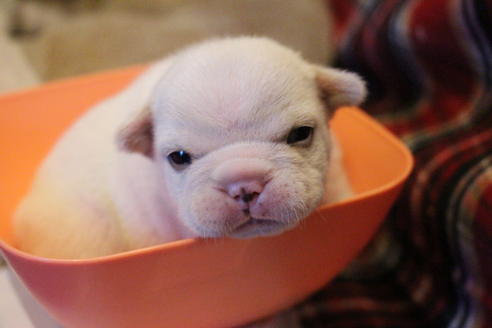 成約済の愛知県のフレンチブルドッグ-64550の19枚目