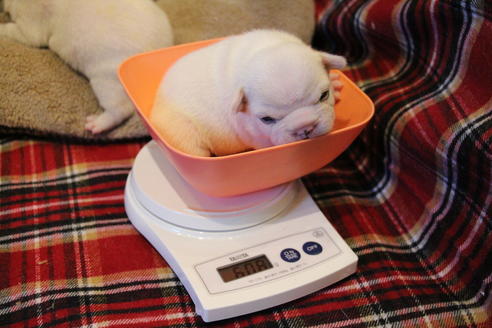 成約済の愛知県のフレンチブルドッグ-64550の18枚目