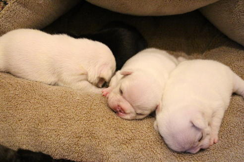 成約済の愛知県のフレンチブルドッグ-64550の17枚目