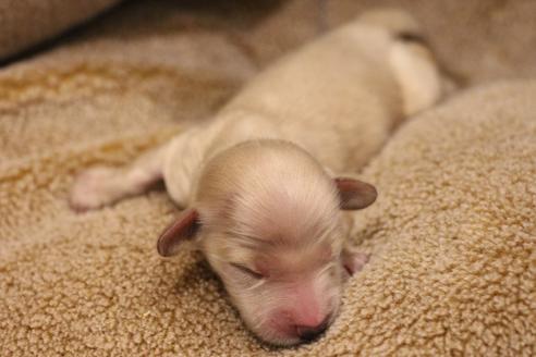 成約済の愛知県のカニンヘンダックスフンド(ロングヘアード)-65262の25枚目