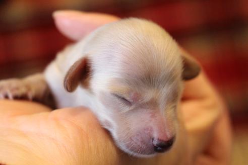 成約済の愛知県のカニンヘンダックスフンド(ロングヘアード)-65262の24枚目