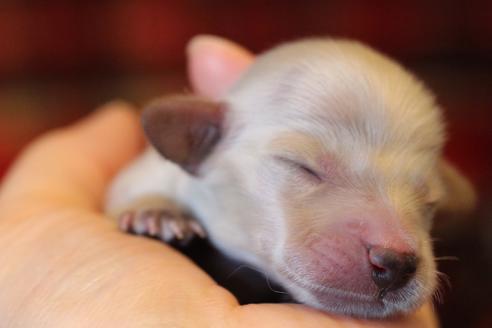 成約済の愛知県のカニンヘンダックスフンド(ロングヘアード)-65262の23枚目