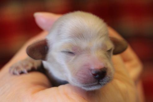 成約済の愛知県のカニンヘンダックスフンド(ロングヘアード)-65262の22枚目